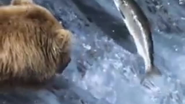 Grizzly_Bears_Catching Salmon