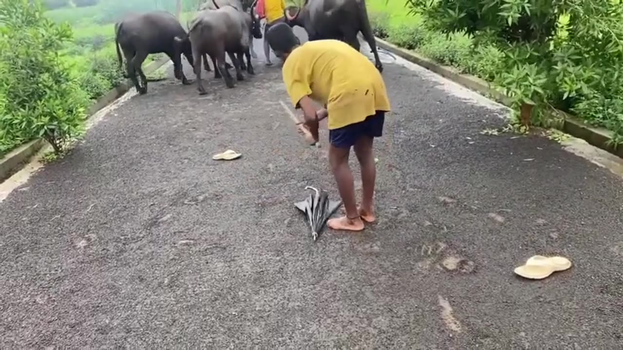 Black Animals Attacking on Road