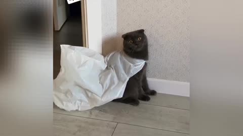 Cat forested in a package