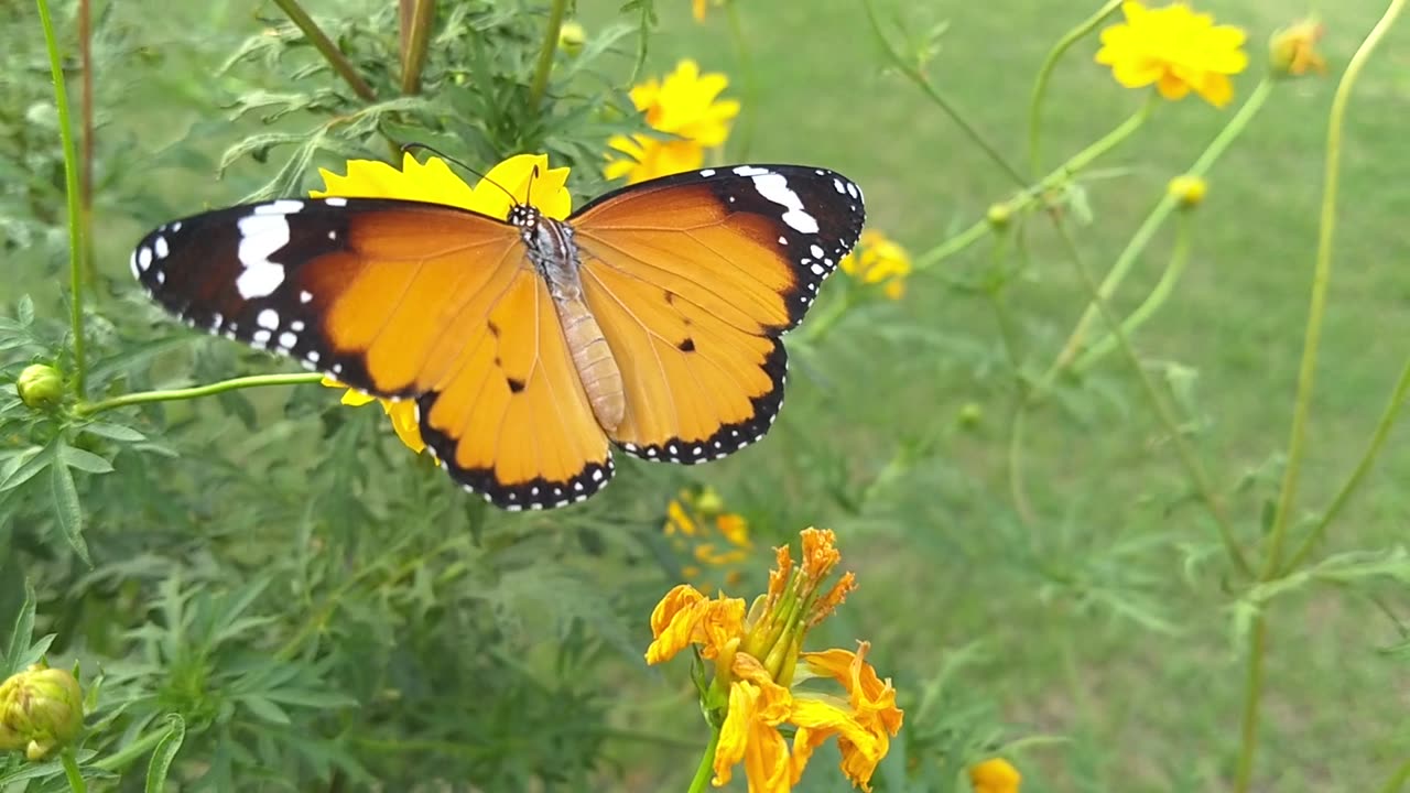 A beautiful butterfly is fluttering its wings on a flower