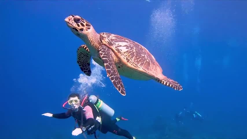 Critically endangered sea turtle and young scuba diver are a