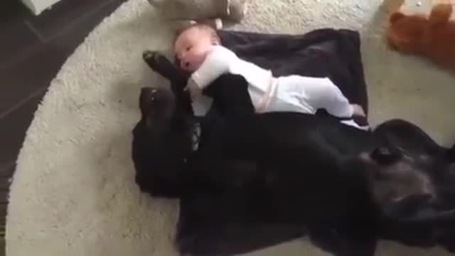 Pet dog Fun with baby | Love Each Other & Playing Both