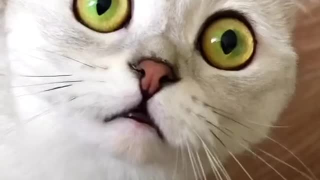 Viral Cat song in TikTok today