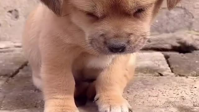 Sleeping dog funny video 🤣🤣🤣🤣🤣