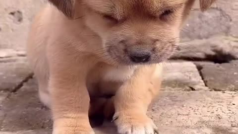 Sleeping dog funny video 🤣🤣🤣🤣🤣