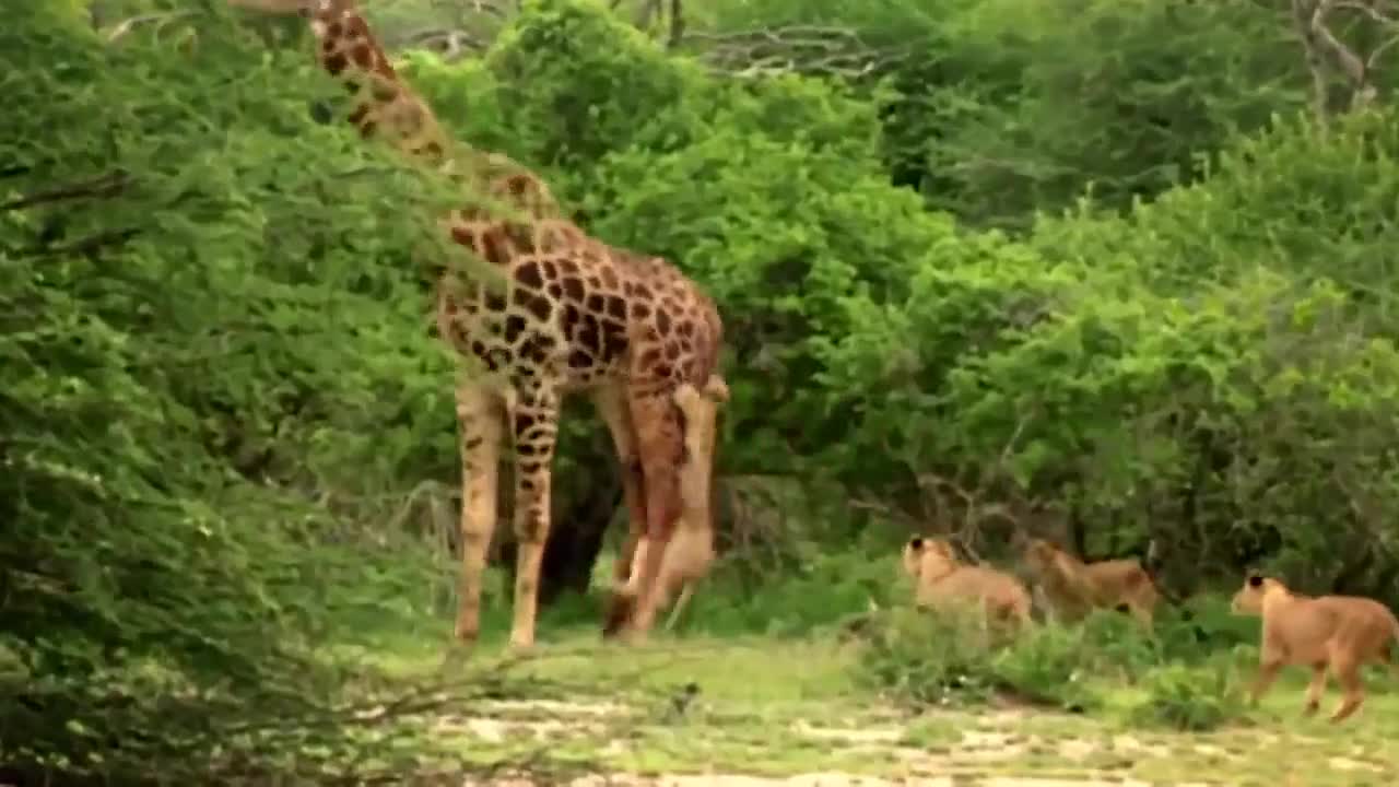 Giraffe vs Five Lion To Save Baby