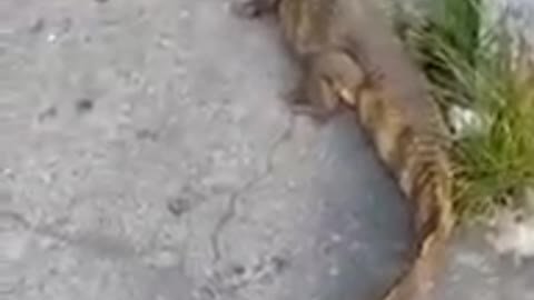 Levando o Lacoste para passear