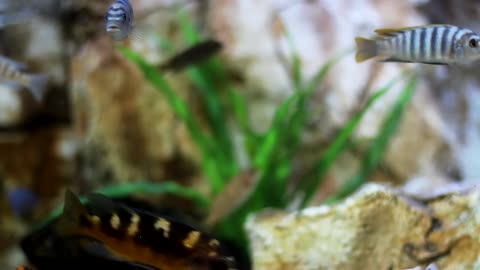 FISH IN A JAR
