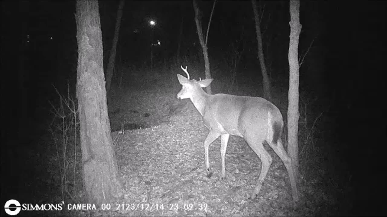 Backyard Trail Cams - Young Buck with Goofy Antlers
