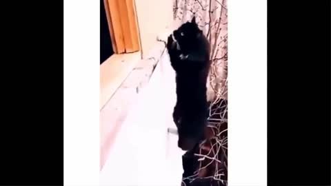 Best Funny Animals Video 2022 - Newest Cats😹 and Dogs🐶 Videos of the Week! #50