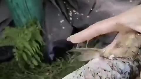 How to clean fish properly