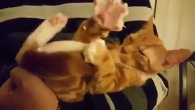 Kitten uses tail as pacifier Nom Nom Nom