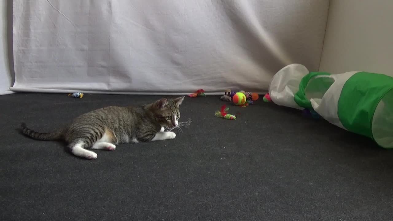 Funny Kitten Plays with Feather Teaser Toy