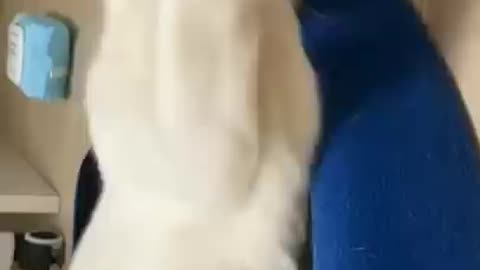 Cat cute video 😺😍