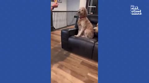 Funny dogs