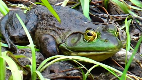 Bullfrog