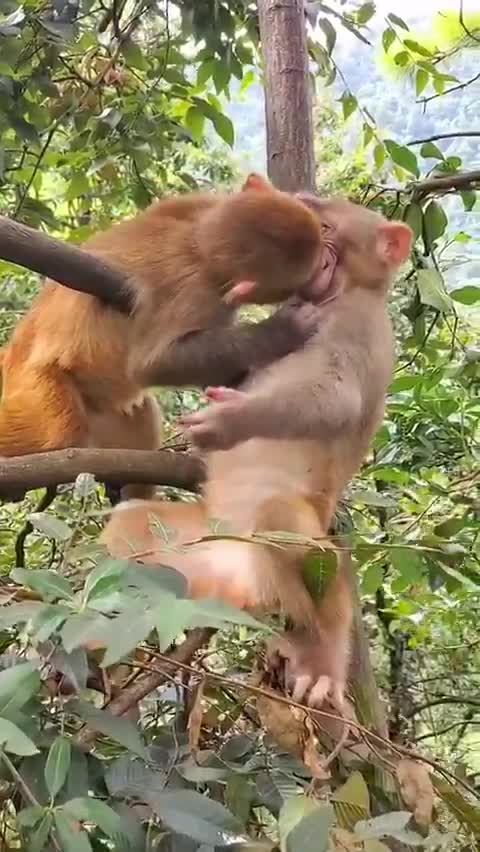 Much love between two monkeys😘😘🤪🙈🙈🙊🙊