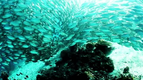 Fishes Swimming Underwat Beautiful Nature