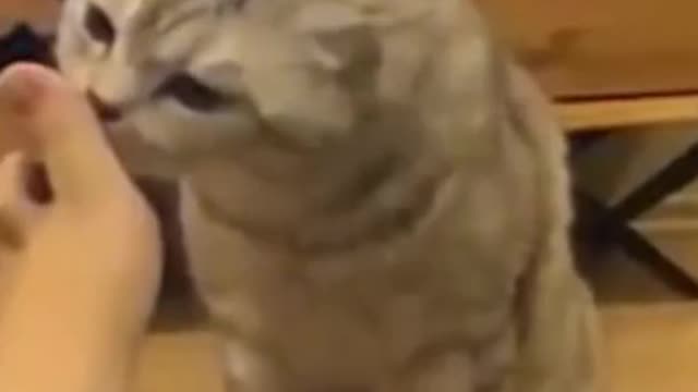 Funny Cats