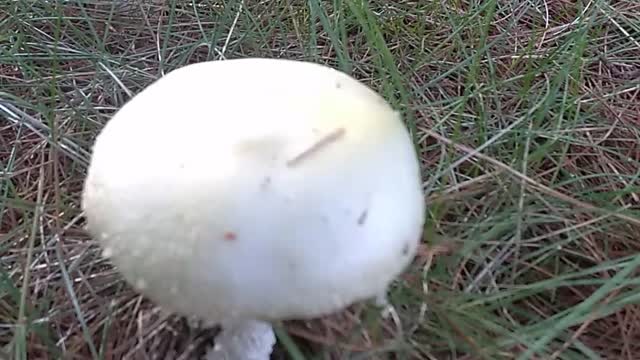 Mushroom