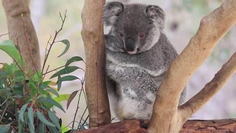 Australia has the cutest animals and here are our best known