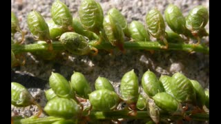 Meliloto ( Melilotus officinalis ) serve para estimular a circulação linfática