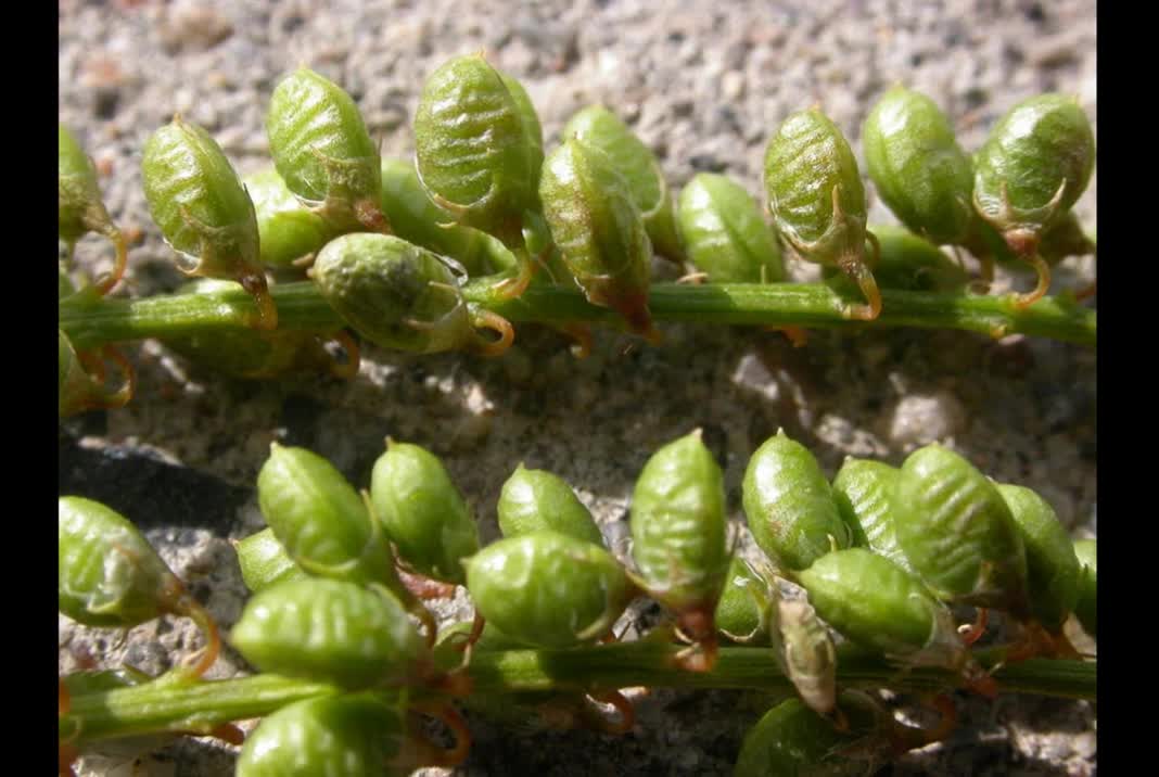 Meliloto ( Melilotus officinalis ) serve para estimular a circulação linfática