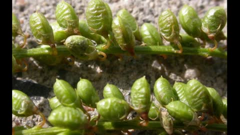 Meliloto ( Melilotus officinalis ) serve para estimular a circulação linfática