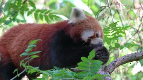 red little panda.