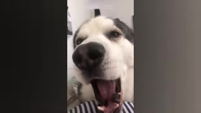 Animals funny video