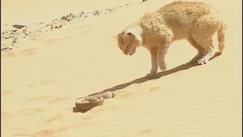 Chat des sables VS Serpent du désert