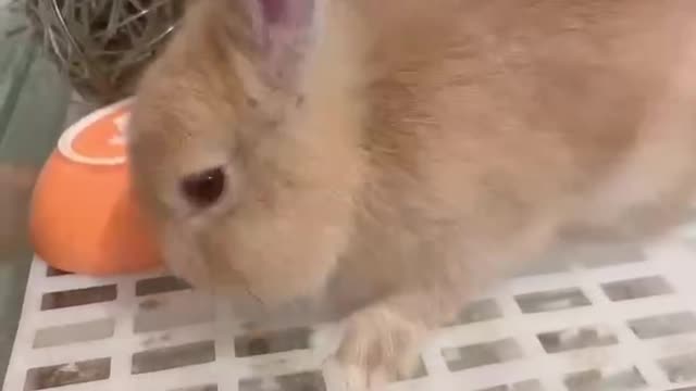 I like animal series: Rabbit's dinner.