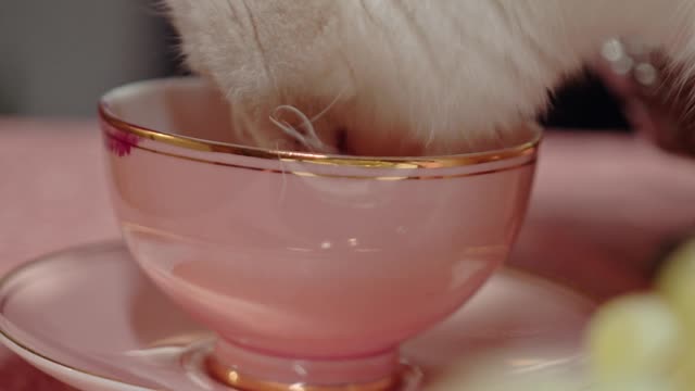 A Cat Licking On The Teacup Over The Table