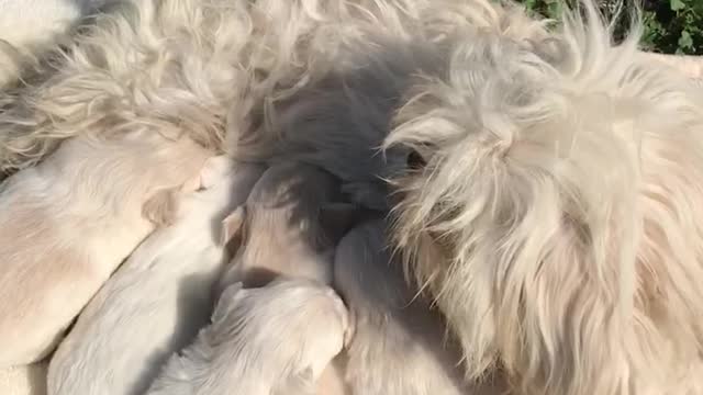 Puppies breastfeed milk from the mother