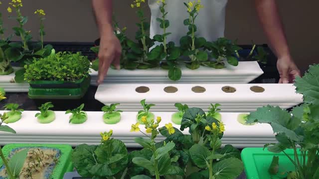 Cheap DYI hydroponics