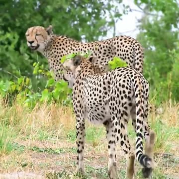 CROCODILE ATTACK TIGER,FEED ,VIRAL,