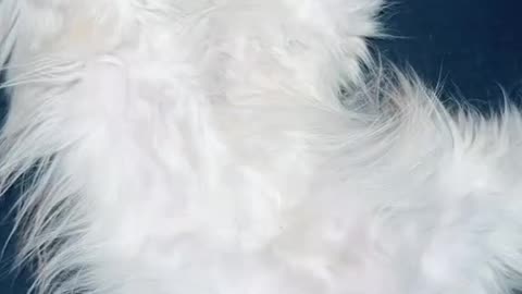 kitten.Cute Baby-Cat.Cute Cat Videos.Cat Sound meow | #shorts #cat #cats #catfunnyshorts #luca #cute