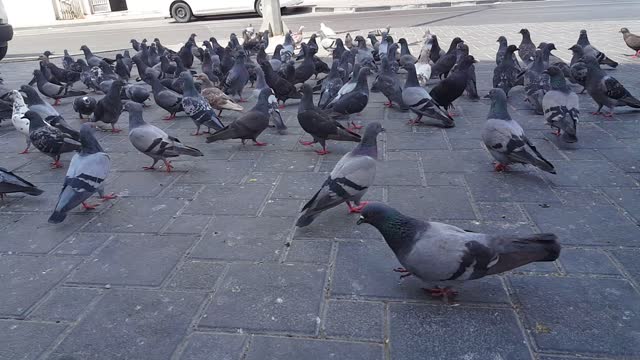 Pigeons relaxation