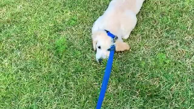 Sad Puppy Doesn’t Want To Leave The Park, Lies Down In Protest