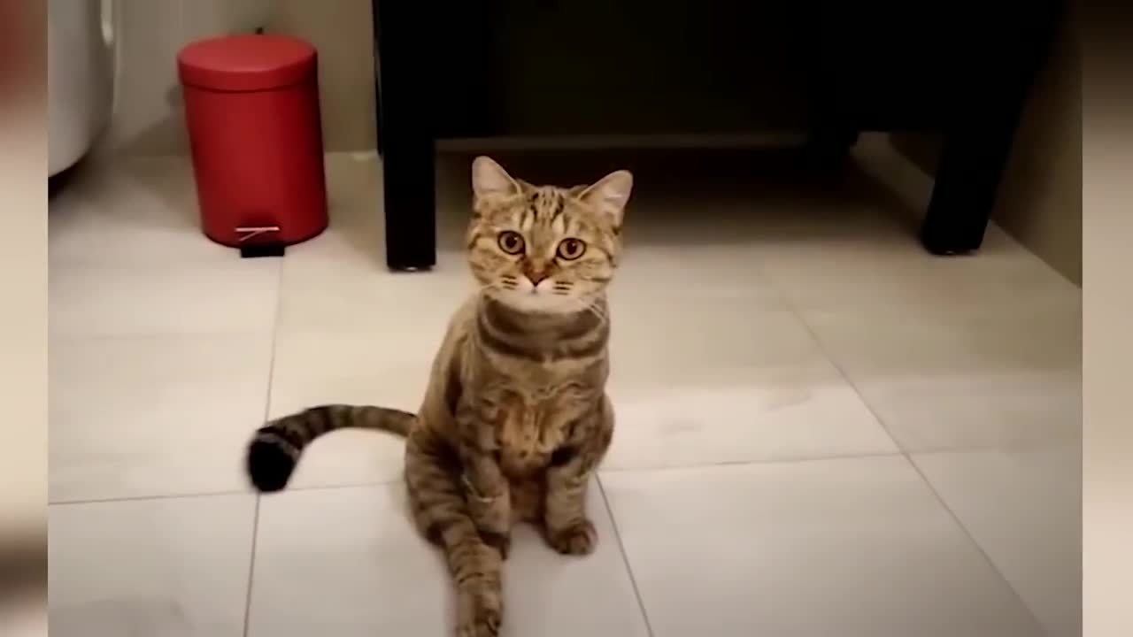 Funny video