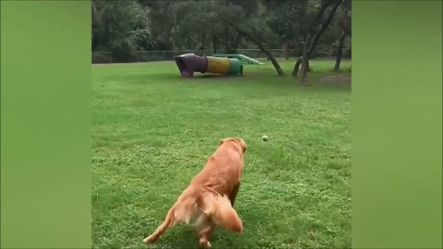 Hilarious Dog Fails Videos Compilation 2021 #50