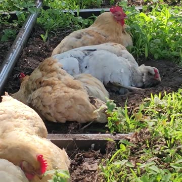 OMC! More dirt bath on a hot summer day - Whitey and friends - Adorable hen flock #adorable #shorts