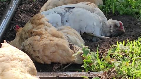 OMC! More dirt bath on a hot summer day - Whitey and friends - Adorable hen flock #adorable #shorts