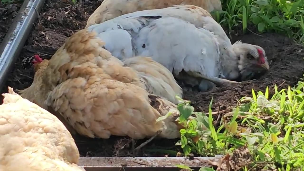 OMC! More dirt bath on a hot summer day - Whitey and friends - Adorable hen flock #adorable #shorts