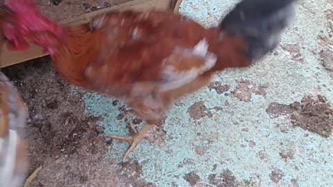A fight between roosters and the reason (hens)