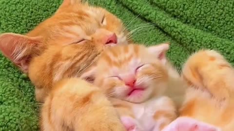 Cute Cats & Funny Cats 😍😍😅😅 #cats #reels #shorts #viral #pets #cat