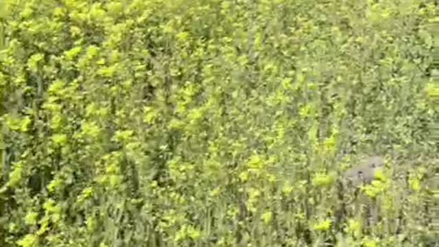 Beautiful Rapeseed Field Date in Jeju Island, Korea