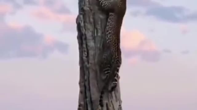 cheetah climbs tree