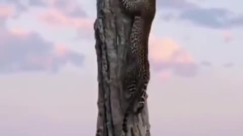 cheetah climbs tree