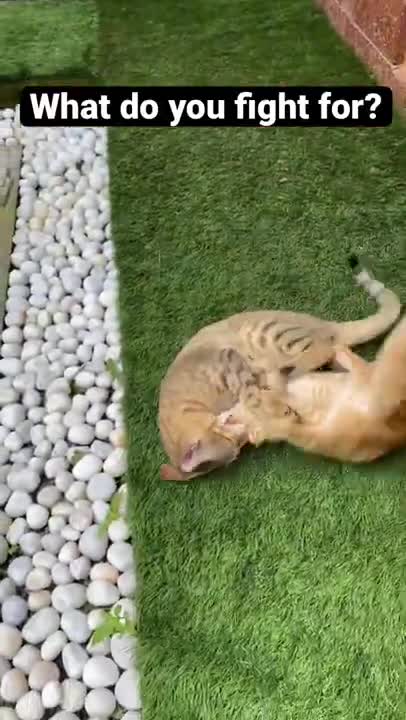 Cat fight | cat video #shorts #cats #kittens